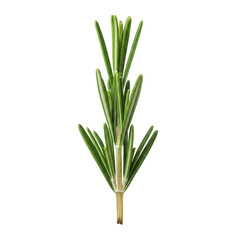 Obraz premium Single vibrant rosemary sprig, deep green needle-like leaves, woody stem, isolated on pure transparent background, no shadows, studio-lit, high detail, commercial product concept