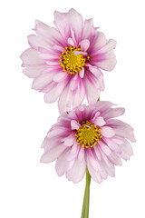 cosmos flower isolated