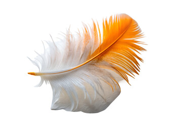 Orange and white feather isolated on white background