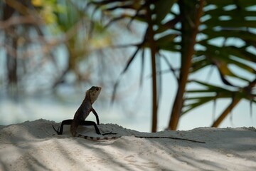 海辺の小さなトカゲ