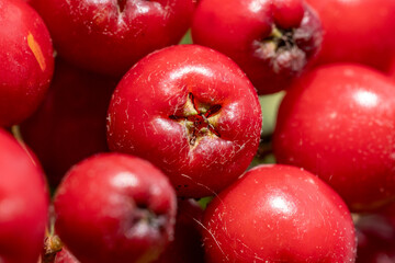 Close up of bright red rowan berries mountain ash fruits with natural texture, healthy autumn harvest and organic background for food or seasonal design