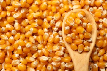 Golden corn kernels and spoon as background, closeup