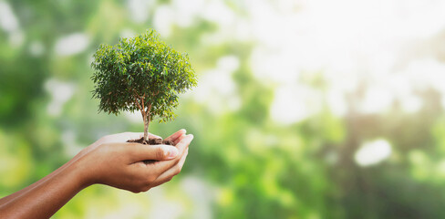hand holding tree on blur green with sunshine  background. concept eco earth day