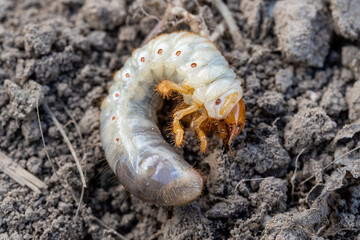 Cockchafer larva white grub in soil close up, common root pest insect damaging crops and vegetables in agriculture