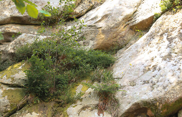 Large stone blocks form a rocky slope covered with green plants and moss. Sunlight illuminates the texture of the stone, creating a detailed natural background.