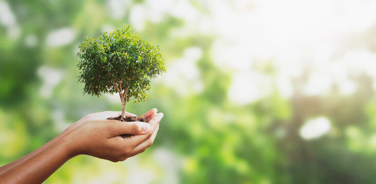 hand holding tree on blur green with sunshine  background. concept eco earth day