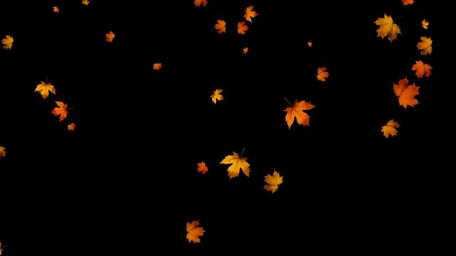 colorful autumn maple leaves falling isolated alpha channel 4k animation, realistic leaf on transparent background, thanksgiving and Halloween social media motion design element	