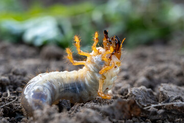 Cockchafer larva white grub in soil close up, common root pest insect damaging crops and vegetables in agriculture