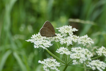Ringlet (Aphantopus hyperantus) butterfly sitting on a white flower in Zurich, Switzerland