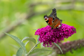 European peacock butterfly (Aglais io) perched on summer lilac in Zurich, Switzerland