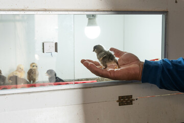 Man holding small chick above brooder box © Franco
