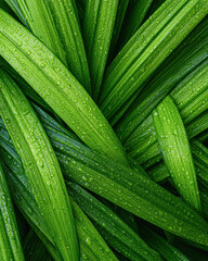 Fototapeta premium Lush green leaves glistening with water droplets, creating a vibrant, fresh look that conveys nature's beauty and vitality.