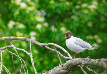 A black-headed gull sings while perched upon a branch. The sun is hitting the leaves in the background on a morning near lake Geneva