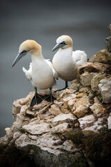Pair of Northern Gannets on rocky outcrop at Bempton cliffs