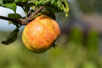Ripe apple hanging on tree branch in summer orchard, natural organic fruit close up, healthy food, harvest season and fresh agriculture concept