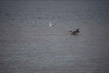 Close-up of herring gull swimming in seawater