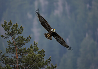Obraz premium Majestic Bald Eagle Soaring in Flight, Showcasing Power and Grace Against a Mountainous Backdrop