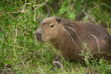 Young capybara, Hydrochoerus hydrochaeris, surrounded by vegetation in its natural habitat. It is the largest living rodent, native to South America. El Palmar National Park, Entre Rios, Argentina.