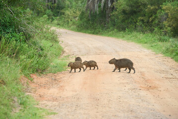 Family group of capybaras, Hydrochoerus hydrochaeris, crossing a dirt road in El Palmar National Park, Entre Rios, Argentina. Concept: protection of wild animals, native species.