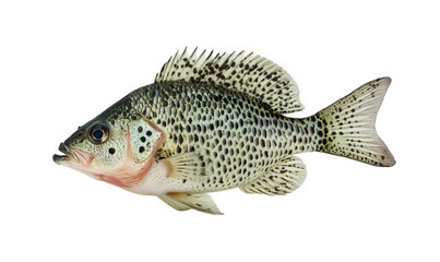 Black crappie fish isolated on transparent background