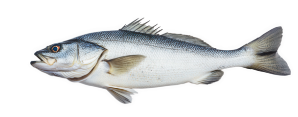 Silver and blue striped fish swimming isolated on transparent background