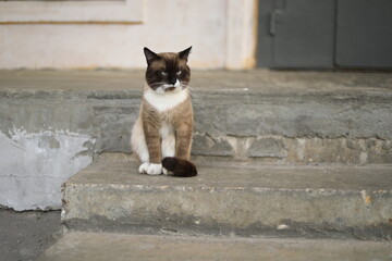 A cat on the street. Ash colored fur. Beautiful pet.