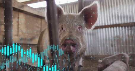 Naklejka premium Peeking adult pig pressing face through vertical bars in barn stall, with stock chart overlay