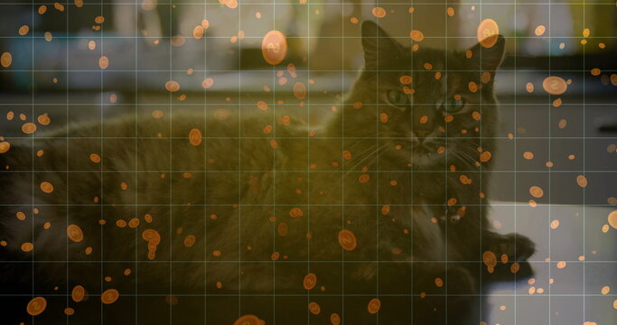 Lying long-haired dark-furred cat stretching on kitchen countertop, with floating orange coin icons - Powered by Adobe