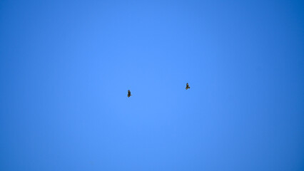 Birds of prey in the sky. Birds fly and search for prey.