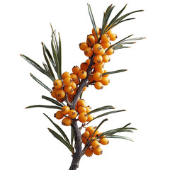 Harvesting sea buckthorn berries coastal region botanical photography natural habitat close-up view nutritional benefits