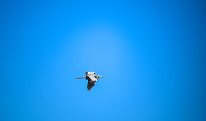 Gray heron in flight. The bird is flying.