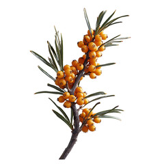 Harvesting sea buckthorn berries for essential oils coastal region botanical photography natural environment close-up nutritional benefits