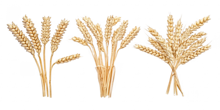 Three Bunches of Wheat Stalks Tied Together Isolated on Black grain cereal isolated on a transparent background