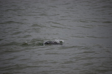 Cormorant diving underwater for fish