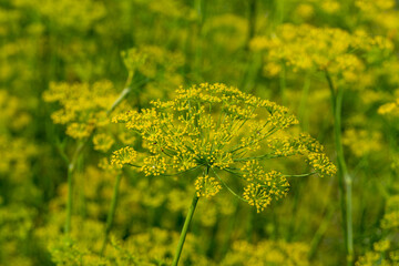 Blooming dill flower umbels in summer garden with natural green yellow background, aromatic herb used as spice, symbol of organic farming, healthy food and cooking
