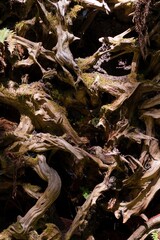 Intricate patterns of twisted tree roots creating a natural sculpture in a forest setting during daylight