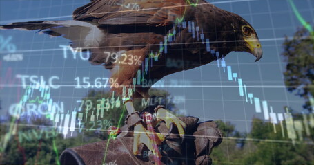 Fototapeta premium Perching brown hawk on falconry glove at woodland edge, with jess, overlaid stock chart percentages