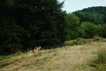 A dog poops in a field in the mountains. German Shepherd dog on grassy meadow near dense forest in the mountains of Serbia