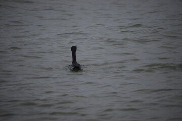 Cormorant diving underwater for fish
