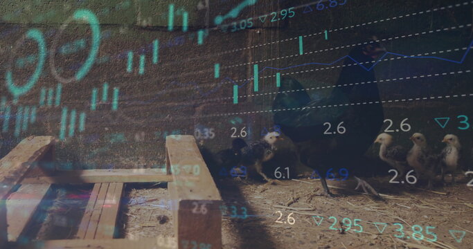 Displaying mother hen guiding chicks inside rustic coop, with financial chart overlays, copy space