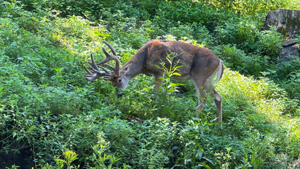 white tail deer in the woods