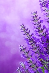 Fototapeta premium Beautiful lavender flowers purple background nature