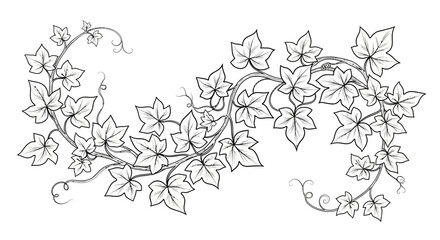 Elegant line art of ivy vine with leaves and curling tendrils, forming a decorative scroll border on an isolated white background, ideal for natural designs. © shankara