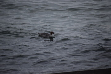Fototapeta premium Great crested grebe floating in the sea close-up