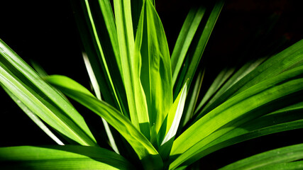 Blurred background of green leaves with darkness and sunshine during summer. Concept of sunny day, greenery, leaf, vibrant, eco-friendly for print, wallpaper, cover, web. Blurry green leaf texture.
