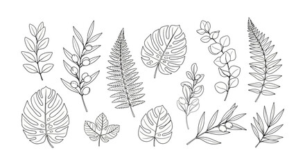 Collection of various botanical and tropical leaves in detailed black and white line art, including fern, monstera, eucalyptus, and olive branches on an isolated white background. © shankara