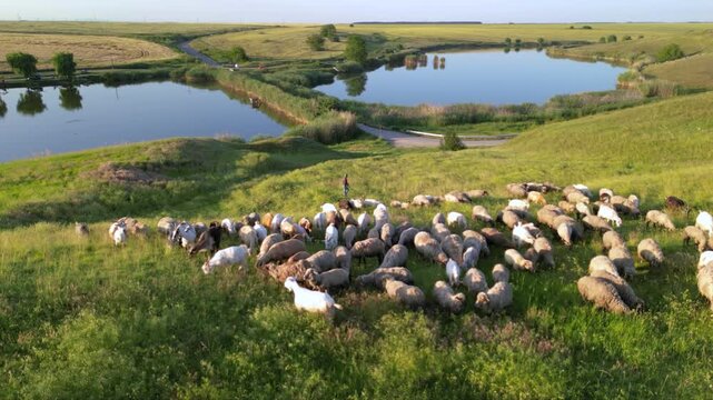 High angle drone footage of grazing flock of sheep and goats in meadow pasture close to village settlement and country path
