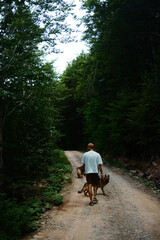 A man walks with two dogs along a forest trail, surrounded by tall trees and mountain greenery. Rear view. Stara planina, Serbia