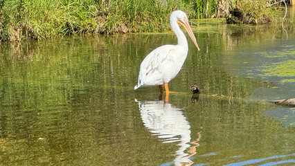 pelican on a log