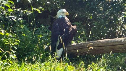 eagle on a log